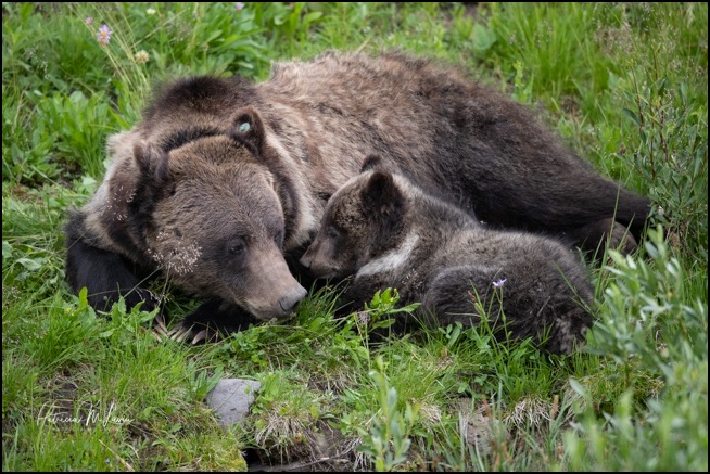 Grizzly Bear mom lying with cub